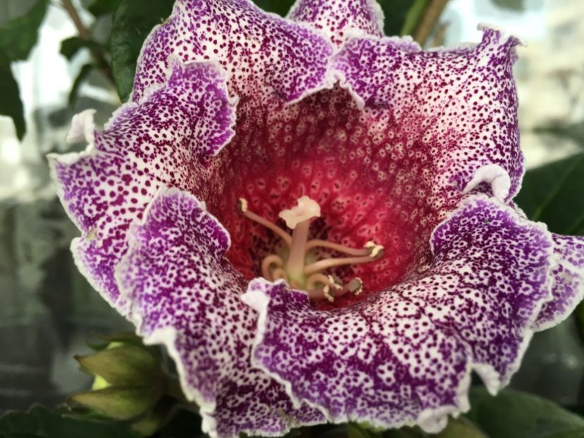 Dotted Blue - Gloxinii 2018
