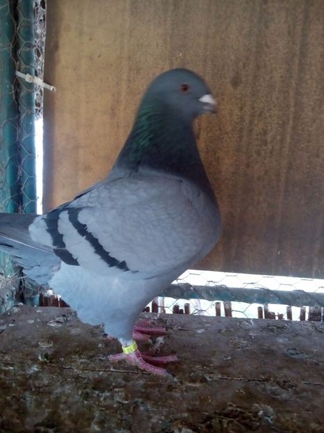 F 2017 - F matca 2018