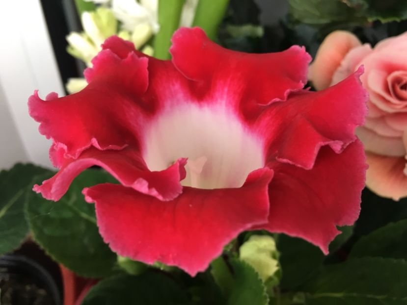 Corina - Gloxinii 2018