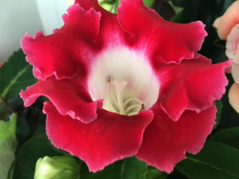 Corina - Gloxinii 2018