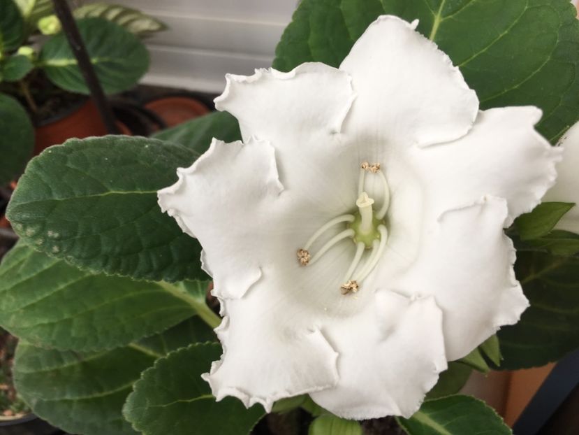 Mont Blanc - Gloxinii 2018