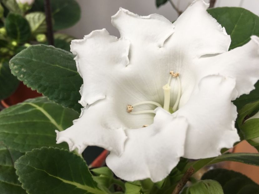 Mont Blanc - Gloxinii 2018