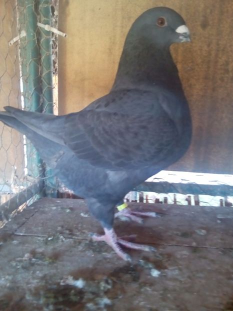 F 2017 - F matca 2018