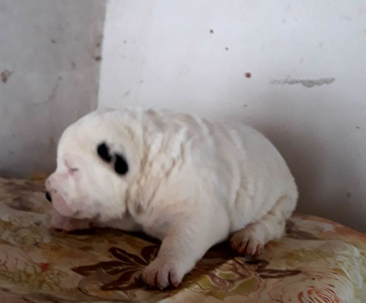 IMG-20180304-WA0014 - Maya