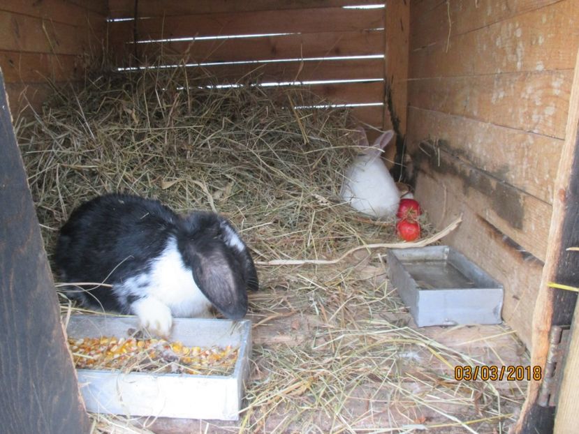 juy (1) - Inceputuri