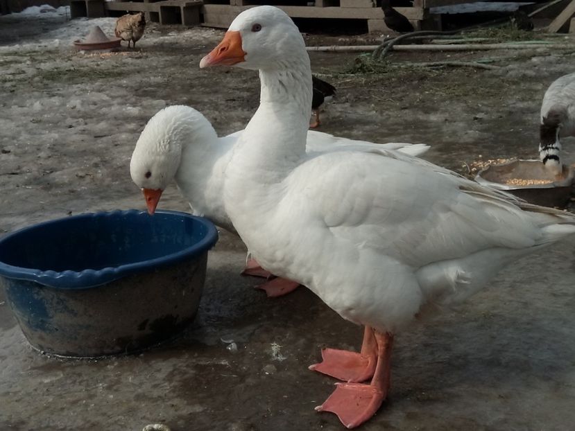 Gunar și Ingrid - Gâște 2018 și 2019