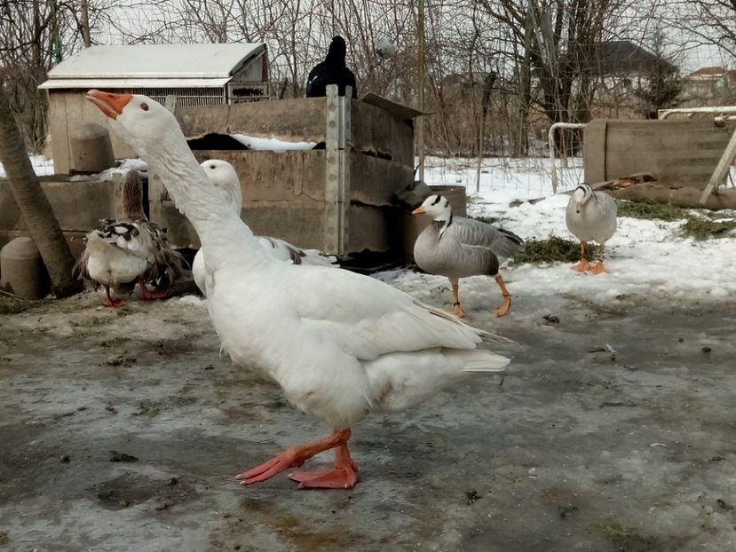 Gunar razboinicul - Gâște 2018 și 2019