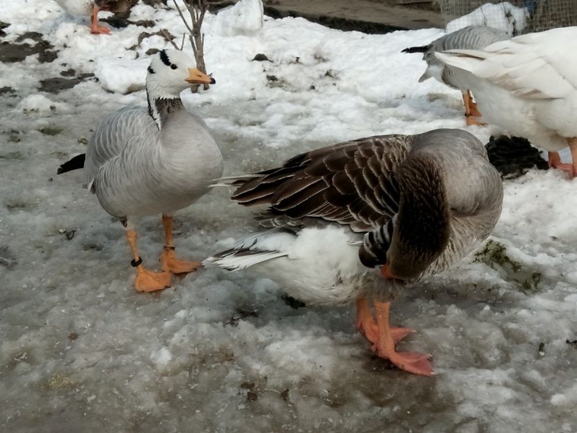 2 specii anser - Gâște 2018 și 2019