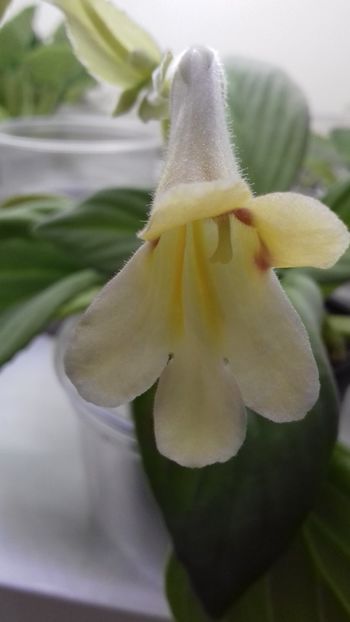 Aiko - 1violete inflorite 2018 2019