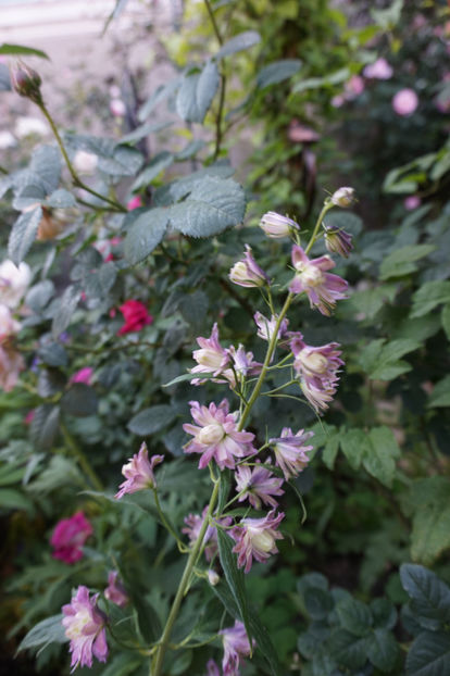  - Delphinium Lupin Digitalis