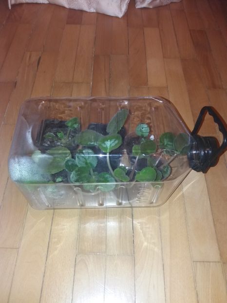 Cea mai ieftina sera :d - Idei de pus in practica