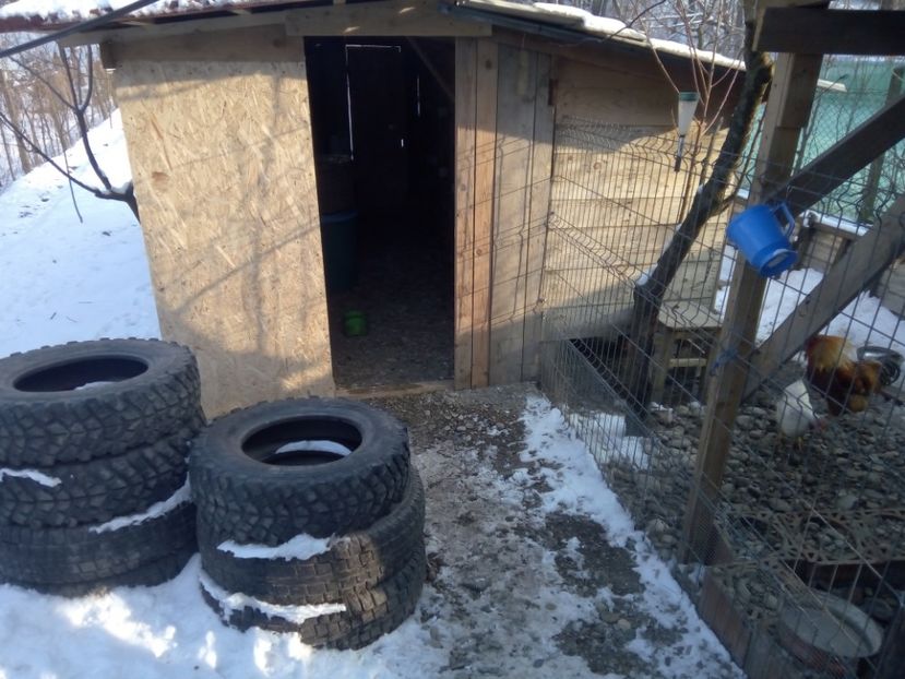  - CUSTILE  IEPURASILOR