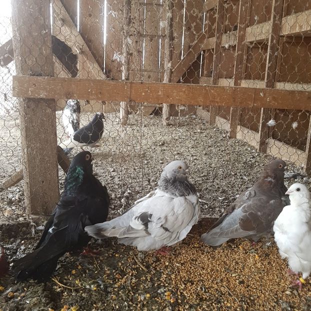  - Achizitii noi - pescarus chinezesc