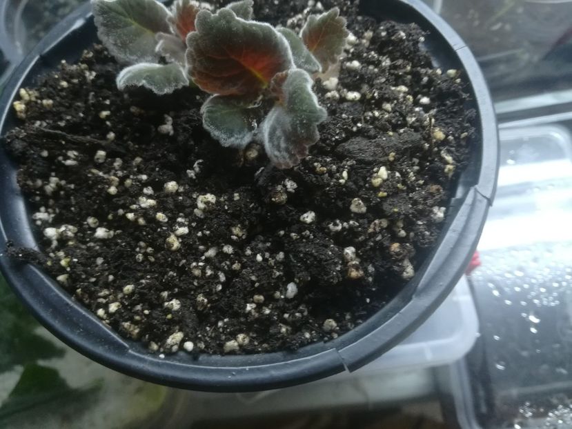 Scarlet - gloxinii si minisiningii 2018