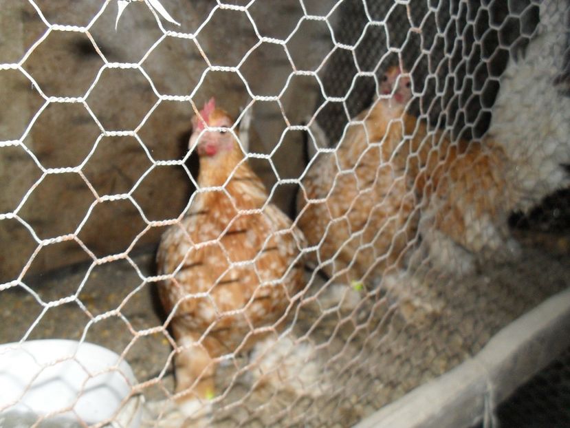  - MII DE FLORI GALBEN ALB