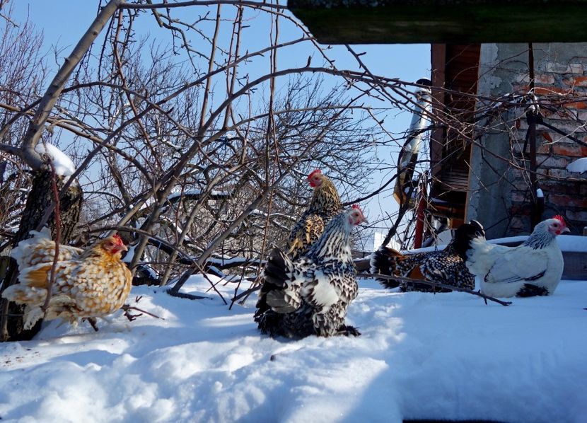  - G - Mii de flori 2018