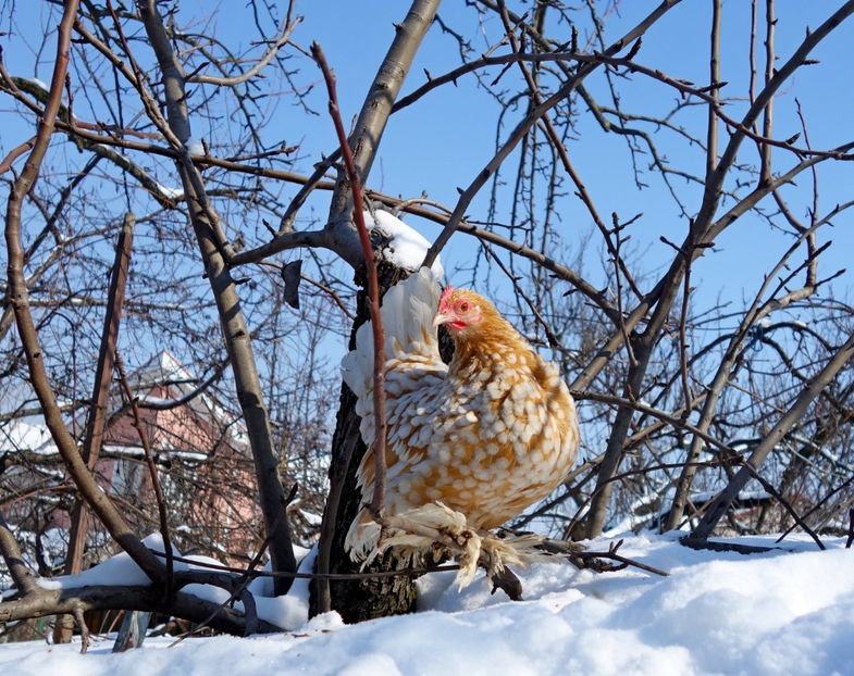  - G - Mii de flori 2018