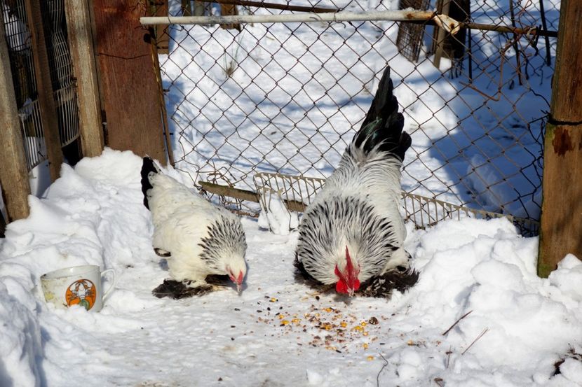  - G - Mii de flori 2018