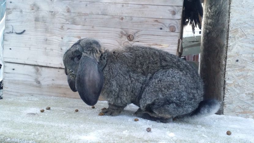 M grifier - achiziții pentru 2018