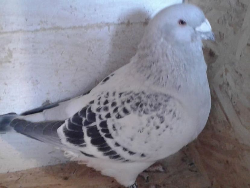 Fiu Neymar "Calutul" - Achizitii