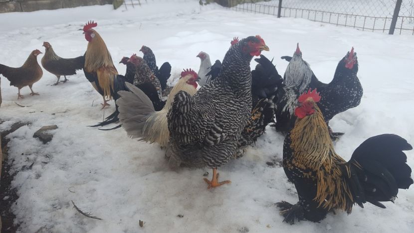  - PORTELAN - PHEONIX