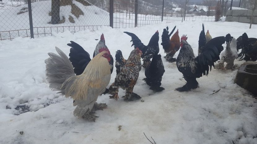  - PORTELAN - PHEONIX