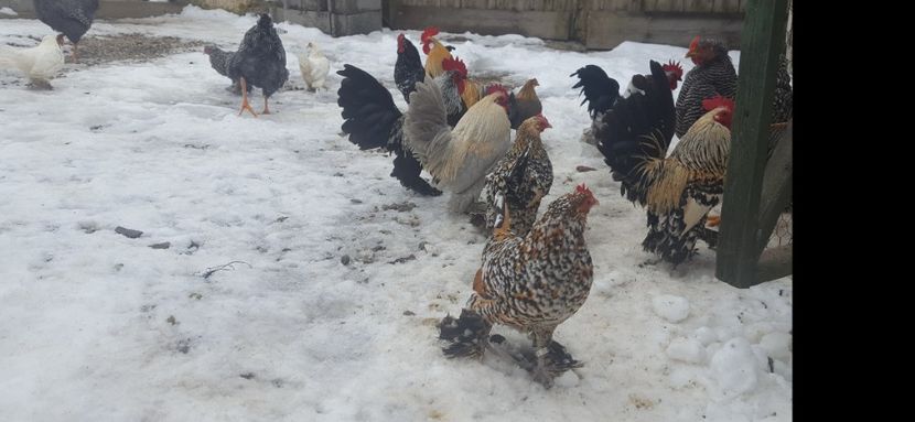  - PORTELAN - PHEONIX