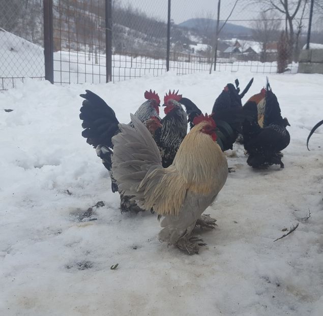  - PORTELAN - PHEONIX