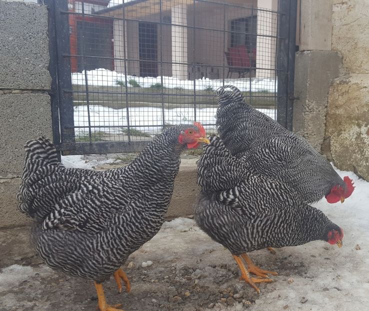  - PORTELAN - PHEONIX