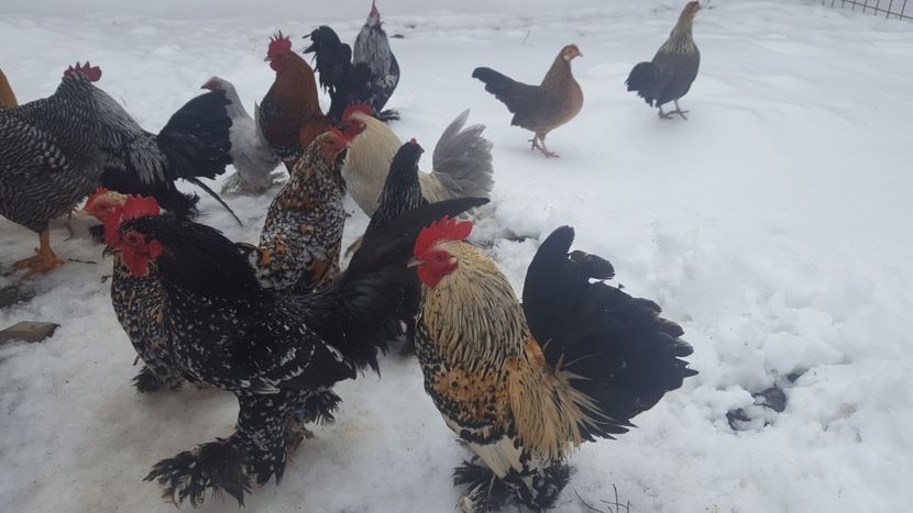  - PORTELAN - PHEONIX