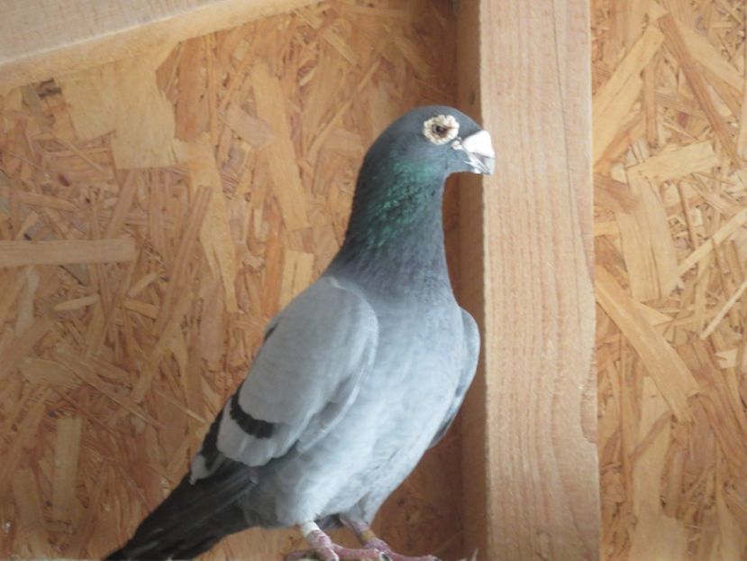  - porumbei voiajori stil vechi 2018