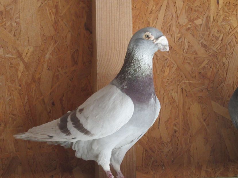  - porumbei voiajori stil vechi 2018