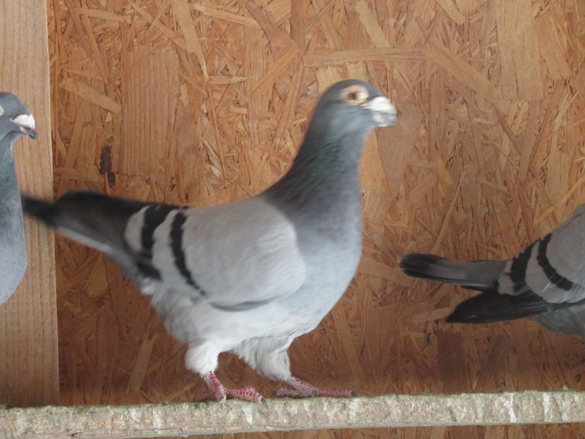  - porumbei voiajori stil vechi 2018