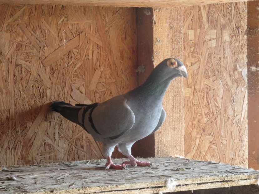  - porumbei voiajori stil vechi 2018