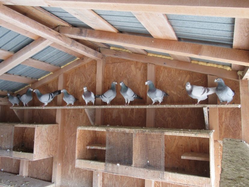  - porumbei voiajori stil vechi 2018