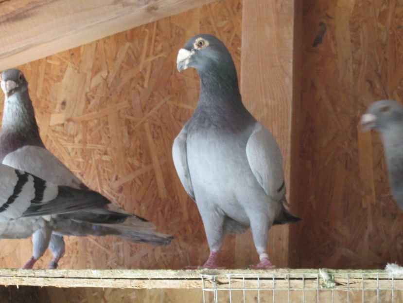  - porumbei voiajori stil vechi 2018