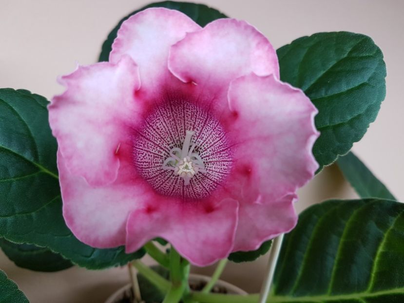 7-1 - gloxinia 2018