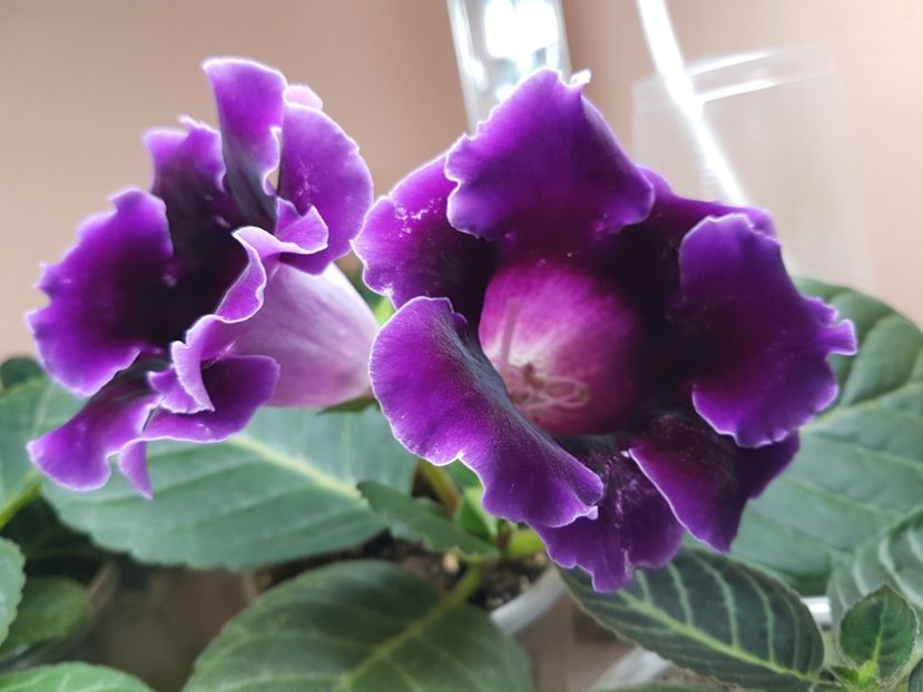 7-2 - gloxinia 2018