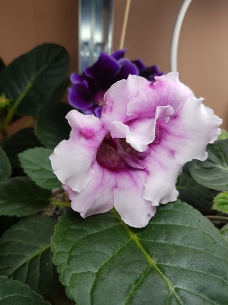 7-3 - gloxinia 2018