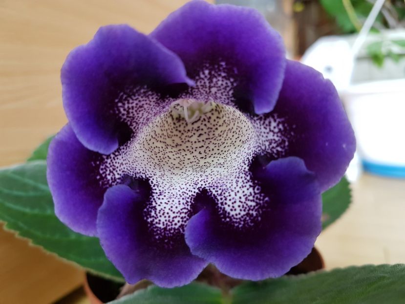 Am favoritte - gloxinia 2018