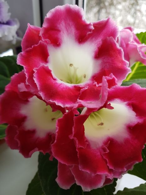 80 - gloxinia 2018