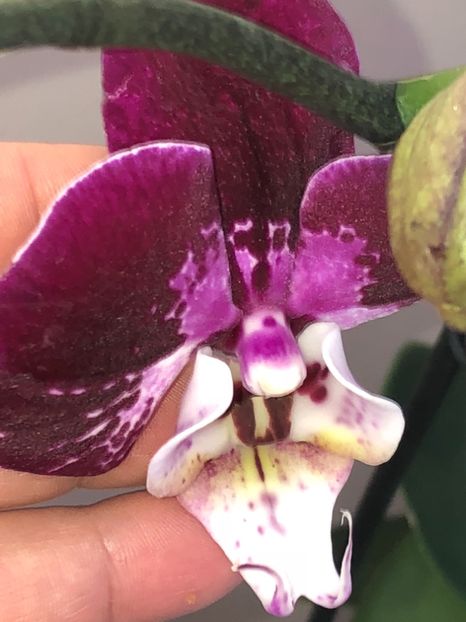 2C9B1866-8F9C-4780-A36B-B5EA7931A557 - Orhidee 2018