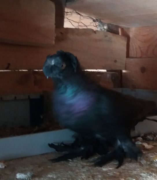  - JDB-unicolori NEGRI