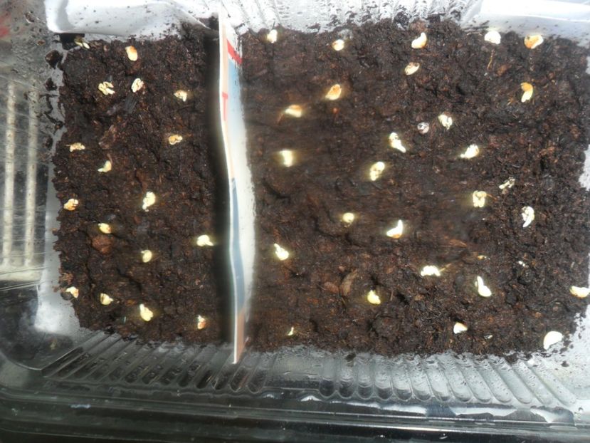  - metoda mea de germinare a semintelor de hibiscus tropical