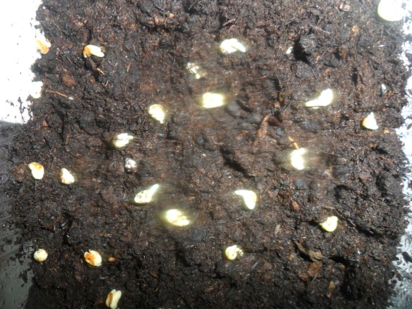  - metoda mea de germinare a semintelor de hibiscus tropical
