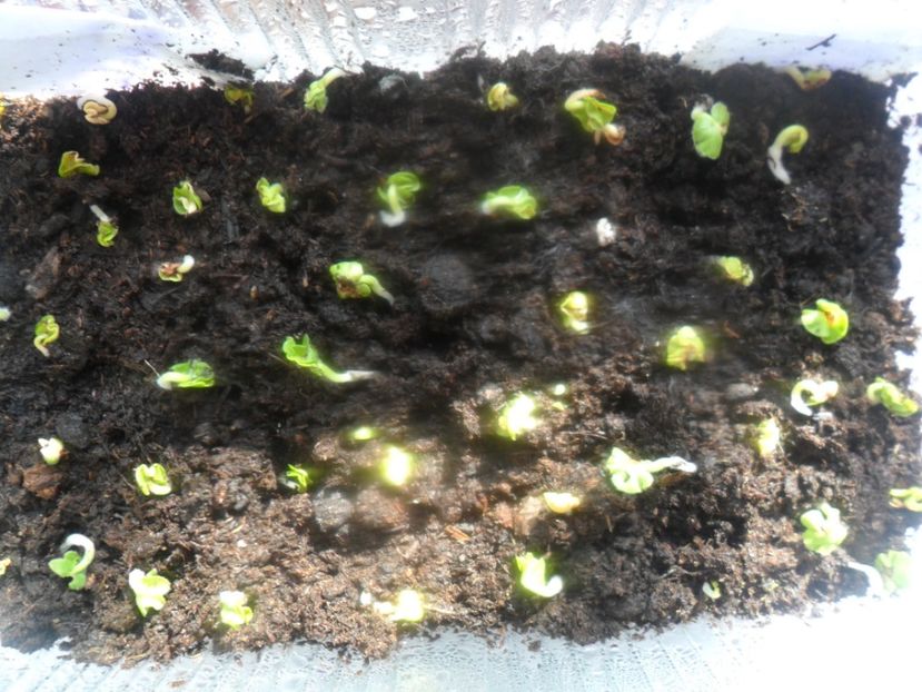  - metoda mea de germinare a semintelor de hibiscus tropical