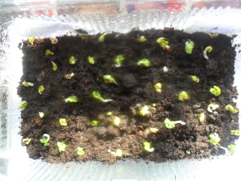  - metoda mea de germinare a semintelor de hibiscus tropical