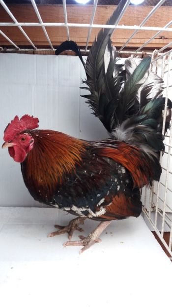 vandut - De vanzare gainuse mi de flori