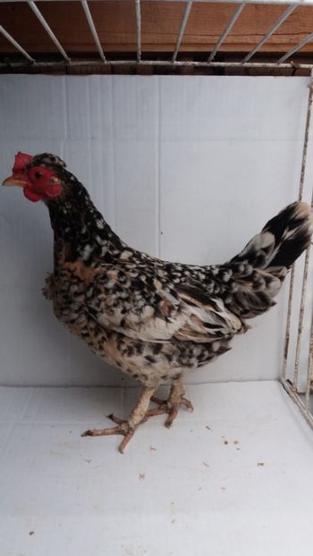 vanduta - De vanzare gainuse mi de flori