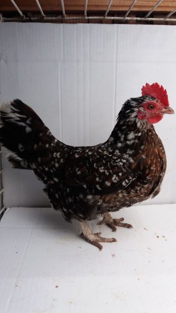 vanduta - De vanzare gainuse mi de flori